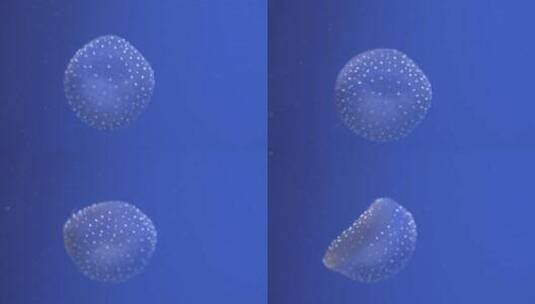 带斑点的水母高清在线视频素材下载