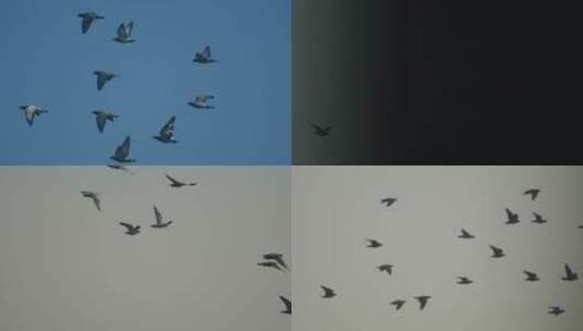 鸽子飞翔高清在线视频素材下载