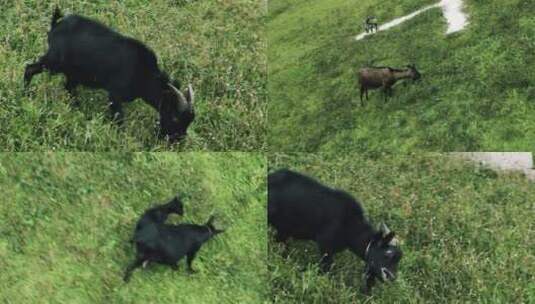海南牧场动物吃草航拍高清在线视频素材下载