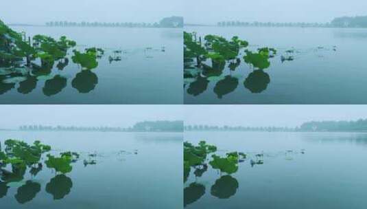 杭州西湖雨雾朦胧美自然风光与绿色荷叶高清在线视频素材下载