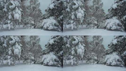 被风吹过的树枝上的大雪高清在线视频素材下载