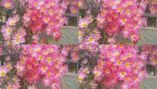 自然景观粉红色的漂亮菊花高清在线视频素材下载