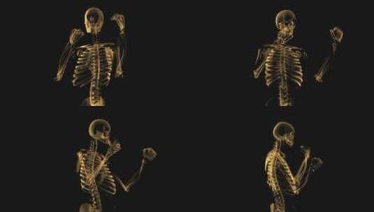 人体骨架高清在线视频素材下载