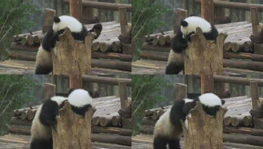 大熊猫一家一起玩耍幼崽好可爱高清在线视频素材下载