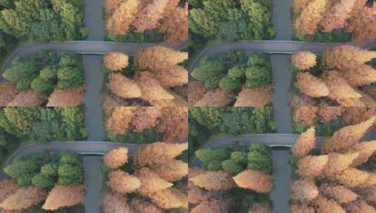 上海 崇明岛 树林 航拍 4K高清在线视频素材下载