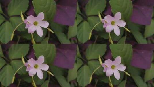 粉色花朵特写镜头高清在线视频素材下载