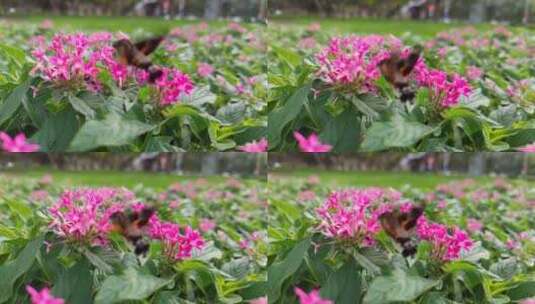 粉红花丛蜂蛾蜂鸟在觅食慢动作慢镜头02高清在线视频素材下载