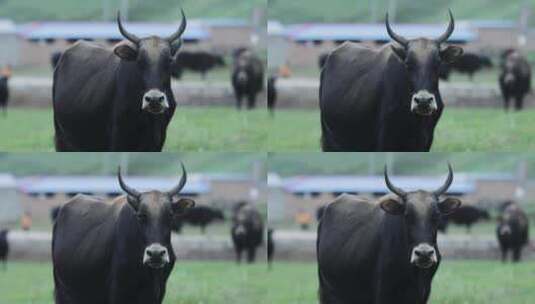 甘南黑牛吃草高清在线视频素材下载
