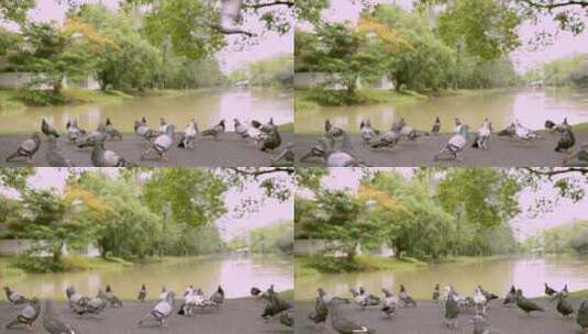 鸽子在自然池塘附近的一个公园里高清在线视频素材下载