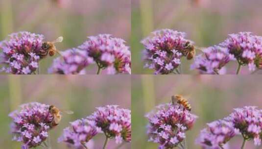紫色马鞭草上的蜜蜂采蜜特写高清在线视频素材下载