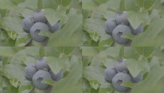 蓝莓滴水慢镜头特写高清在线视频素材下载