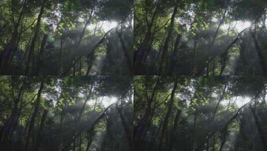 森林中有阳光照射进来高清在线视频素材下载