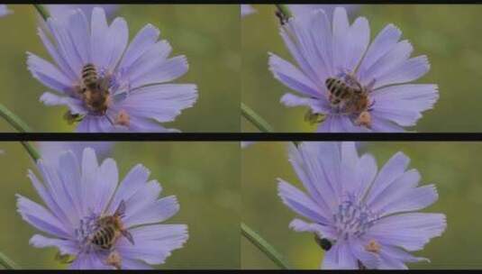 一只蜜蜂栖息在花上的特写镜头高清在线视频素材下载