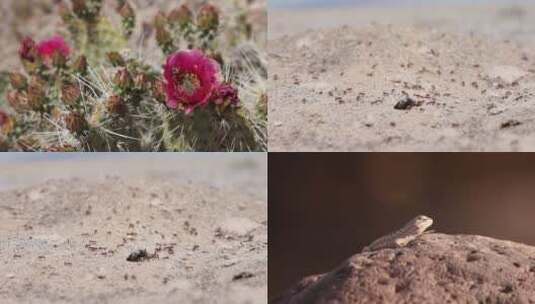 炎热夏日花朵蜜蜂蚂蚁蜥蜴高清在线视频素材下载