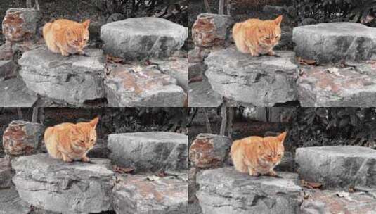 石头上的猫视频高清在线视频素材下载