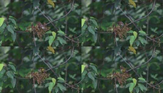 从树枝上捕食昆虫的鸟高清在线视频素材下载