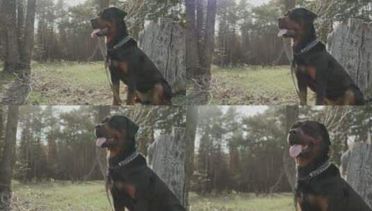 森林里一只罗威纳犬的肖像高清在线视频素材下载