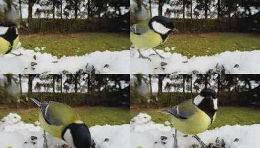 一只鸟在雪中觅食高清在线视频素材下载