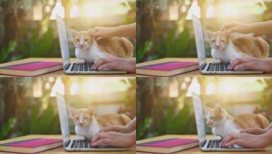 桌子上的电脑和小猫高清在线视频素材下载
