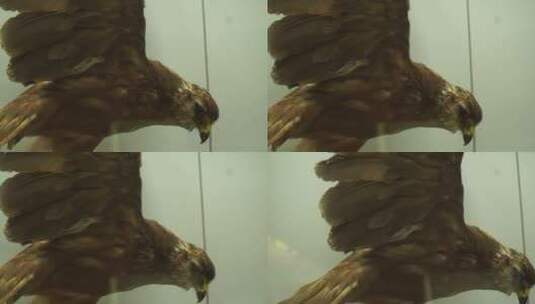 秃鹰老鹰苍蝇标本模型高清在线视频素材下载