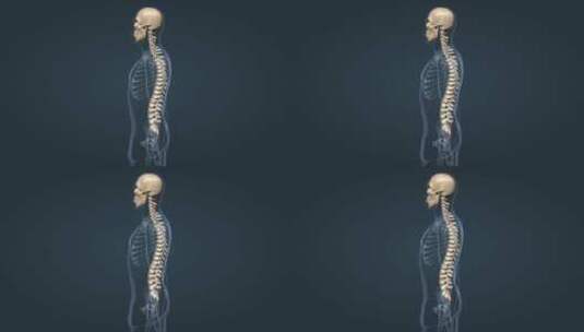 人体骨骼骨科脊椎前凸脊柱的疾病三维动画高清在线视频素材下载