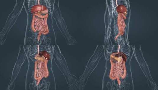 3D医学人体器官消化系统肠道三维动画高清在线视频素材下载