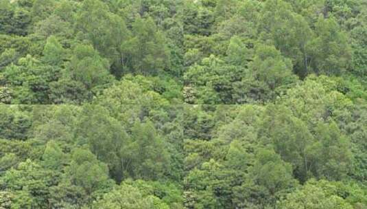 绿色树林森林高清在线视频素材下载