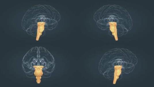 医学动画人体器官大脑中枢神经全息三维动画高清在线视频素材下载