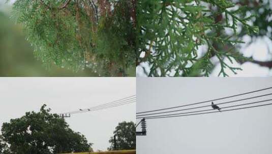 乡村下雨后高清在线视频素材下载