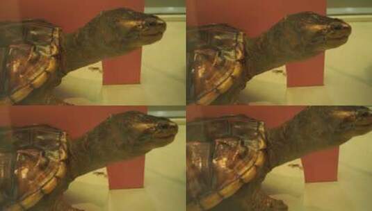 海龟陆龟乌龟玳瑁甲壳爬行动物标本高清在线视频素材下载