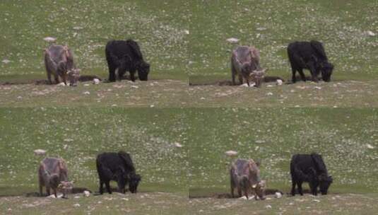 吃草中的牦牛实拍高清在线视频素材下载