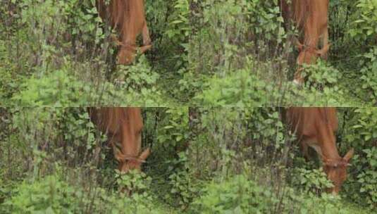 牛在山间吃草放牧高清在线视频素材下载