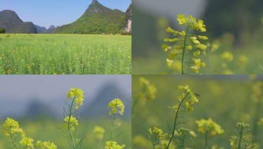 4k油菜花蜜蜂春天田野高清在线视频素材下载