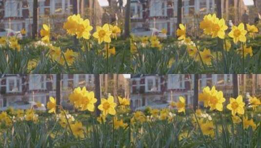 城市公园里盛开的水仙花高清在线视频素材下载