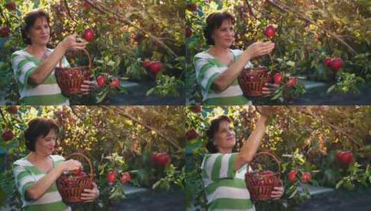 老妇人在花园里从树上摘苹果高清在线视频素材下载