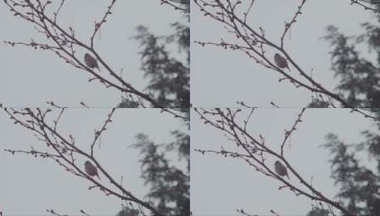 树枝上的柳树蒂鸟高清在线视频素材下载