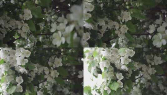 白色的花朵随风摇曳高清在线视频素材下载