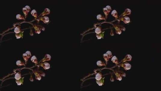 枝头盛开的杏花 (2)高清在线视频素材下载