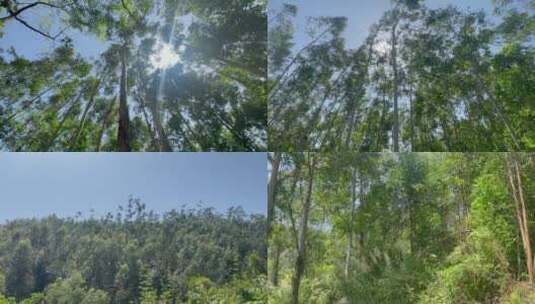 森林阳光穿透树林仰拍风吹树林树叶阳光高清在线视频素材下载