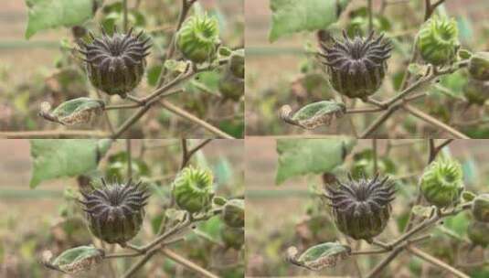 苘麻植物特写高清在线视频素材下载