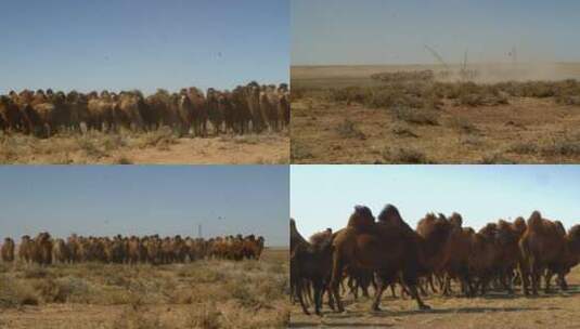 荒漠驼群高清在线视频素材下载