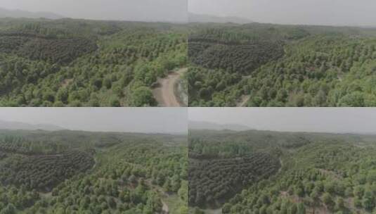 中国树木博览4k（log模式）高清在线视频素材下载