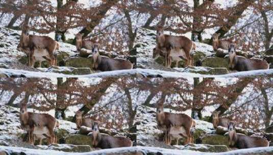 冬天下雪 可爱的 摩弗伦羊 欧洲盘羊 特写高清在线视频素材下载