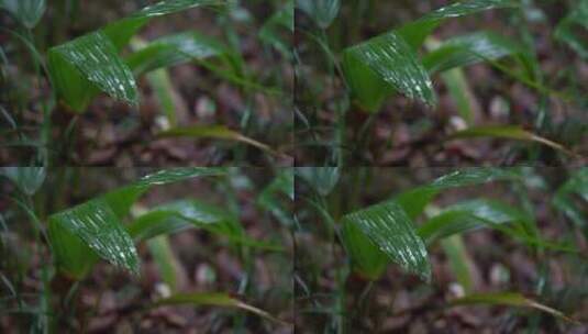 4K唯美雨景-森林景观雨滴落在植物叶片空镜高清在线视频素材下载