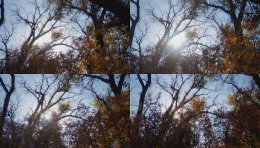 秋天树木景观高清在线视频素材下载
