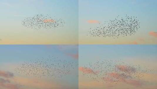 天空中飞行的鸟群高清在线视频素材下载