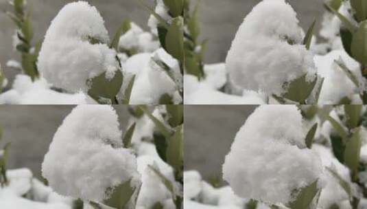 冬天的白雪视频高清在线视频素材下载