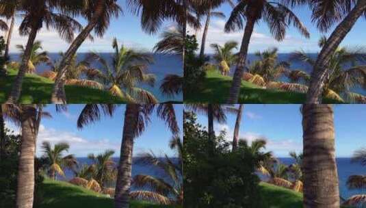 仰望棕榈椰子树亚热带植物乔木三亚植物高清在线视频素材下载