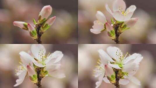 美丽的桃花延时盛开春天立春高清在线视频素材下载