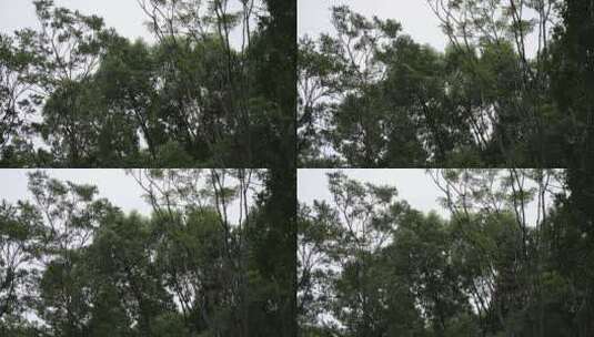 风中摇曳的树高清在线视频素材下载